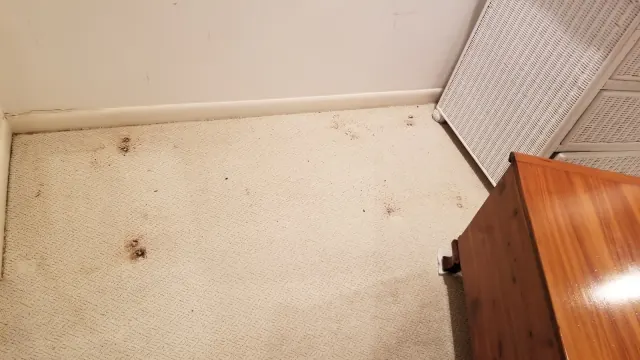 Stained carpet corner before cleaning